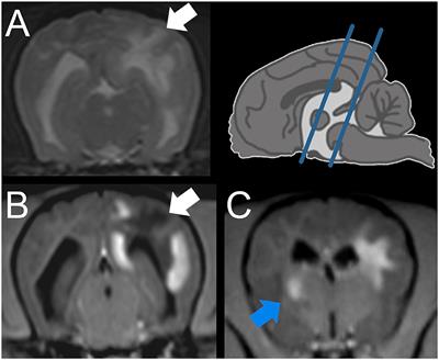 Concomitant necrotizing encephalitis and granulomatous meningoencephalitis in four toy breed dogs